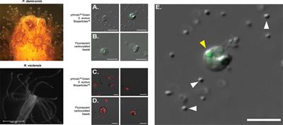 Functional Characterization of Hexacorallia Phagocytic Cells